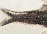 Exceptional Knightia Fossil Fish - inch Layer #13628-3